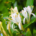 2 Winter Honeysuckle Plants Live for Planting, Fragrant, Easy to Grow, Perfect for Landscaping, No Pot, Ideal for Trellises Fences, Climbing or Bush, Rooted Cutting 8-12", Dormant No Leaf