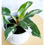 Rare Philodendron Plant Live, 4-9" Tall, No Pot, Philodendron Houseplant (White)