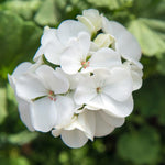 2 White Geranium Plants Live, Geraniums Live Plants, Colorful Flowering Plants for Garden, Patio, or Hanging Baskets, 5-9" Tall, No Pot