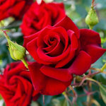 Rose Bush Live Plant, Rose Plant Live for Planting, 5-10 Inch Tall, Fragrant Flowers Well Rooted Starter Plant Indoor Outdoor (Red Rose)