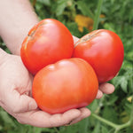 2 Better Boy Tomato Plants Live, 4-8 Inch Tall, Tomato Live Plants Well-Rooted for Garden