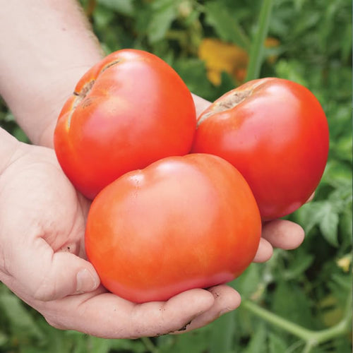 2 Better Boy Tomato Plants Live, 4-8 Inch Tall, Tomato Live Plants Well-Rooted for Garden