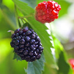 2 BlackBerry Plants Live for Planting, 4 to 8 Inch Height, BlackBerry Bush Live Plant, Sweet Blackberries Fruit Seedlings (Navaho BlackBerry)
