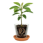 Dwarf Avocado Tree Live Plant, Outdoor Garden Tree, 6-12 Inch Tall