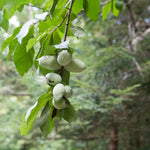 Dormant Pawpaw Tree Live Plant, Hardy Fruit Tree for Small Gardens or Patios, Paw Paw Tree 8-12 Inches