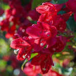 Weigela Live Plant, Weigela Starter Plant in 4 Inch Potted, Live Weigela Plant, Weigela Plant Live for Growing Indoor Outdoor