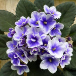 Blue White African Violet Live Plant in 4” Pot, Blooming Indoor Houseplant, Easy Care Flowering Plant for Home or Office Décor