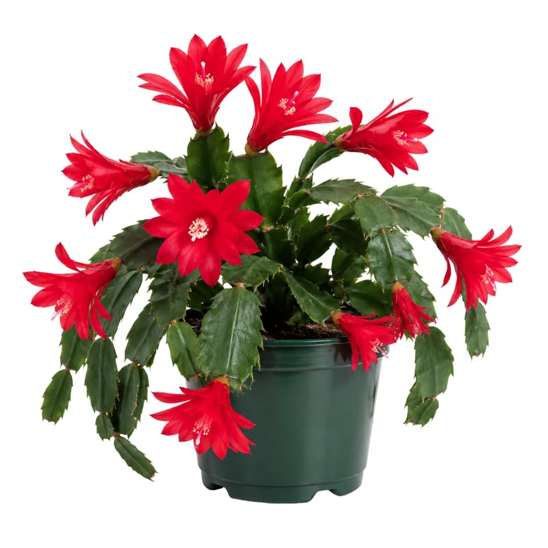 Easter Cactus Plant Live 4-6 Inches, Vibrant Spring Bloomer for Indoor Decor, Patio Pots, Ready to Grow