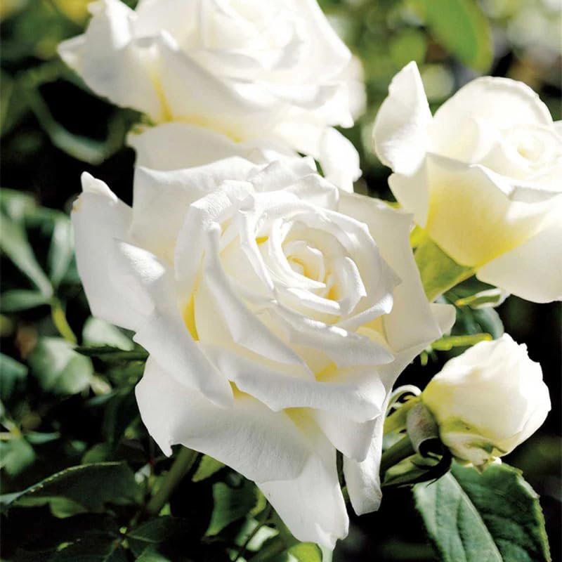 Rose Bush Live Plant, Heirloom Rose Plant Live for Planting, Fragrant Flowers Well Rooted Plant, 5-10 Inch Tall (White Rose)