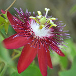 Pack 2 Passion Flower Plants, Burgundy Passiflora Vine Flowering Plant 4-7 Inch Tall, Indoor Outdoor Planting