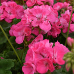 2 Pink Geranium Plants Live, Vibrant Blooms, Hardy Perennial Geranium Flowers 4-8 Inches, Indoor Outdoor Planting