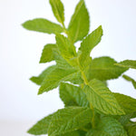 Set 2 Spearmint Plants, Herb Spearmint Plant Live for Outdoor Garden, Perennial Mint Plants, Size 3 to 6 Inch, No Pot