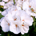 2 White Geranium Plants Live, Geraniums Live Plants, Colorful Flowering Plants for Garden, Patio, or Hanging Baskets, 5-9" Tall, No Pot