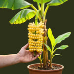 Truly Tiny Banana Plant Tree Live, Cold Hardy 4-7" in Tall, No Pot, Outdoor Spring Planting, Rare and Sweet Banana Plants