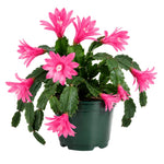 Pink Easter Cactus Plant Live 4-6 Inches, Vibrant Spring Bloomer for Indoor Decor, Patio Pots, Ready to Grow