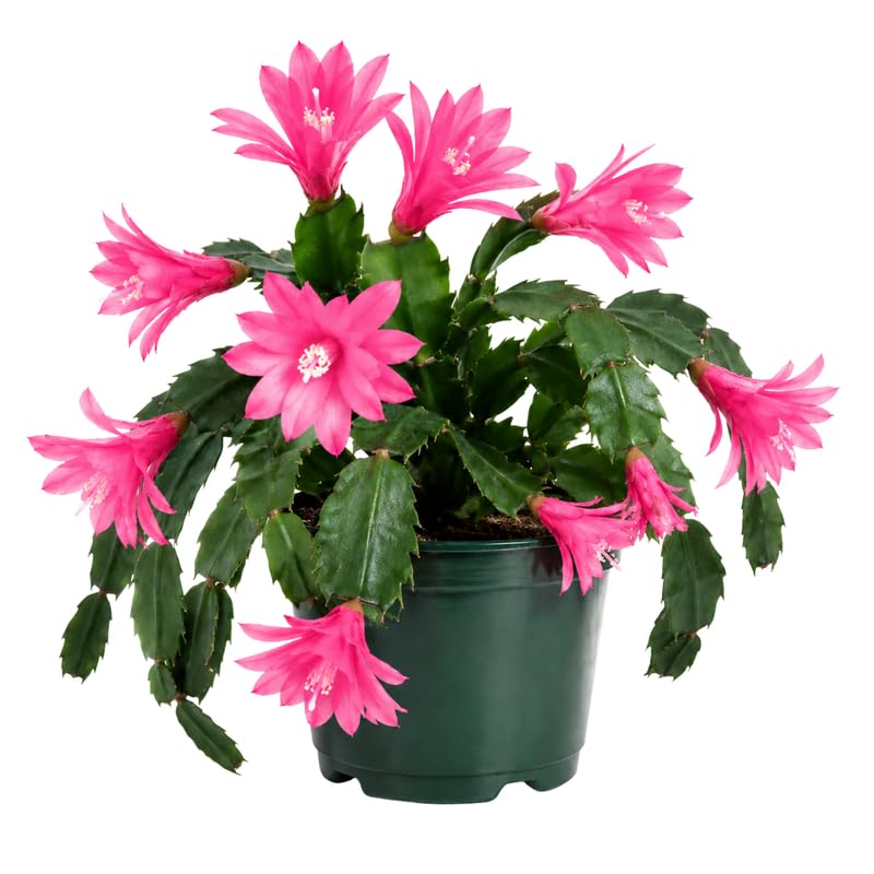 Pink Easter Cactus Plant Live 4-6 Inches, Vibrant Spring Bloomer for Indoor Decor, Patio Pots, Ready to Grow