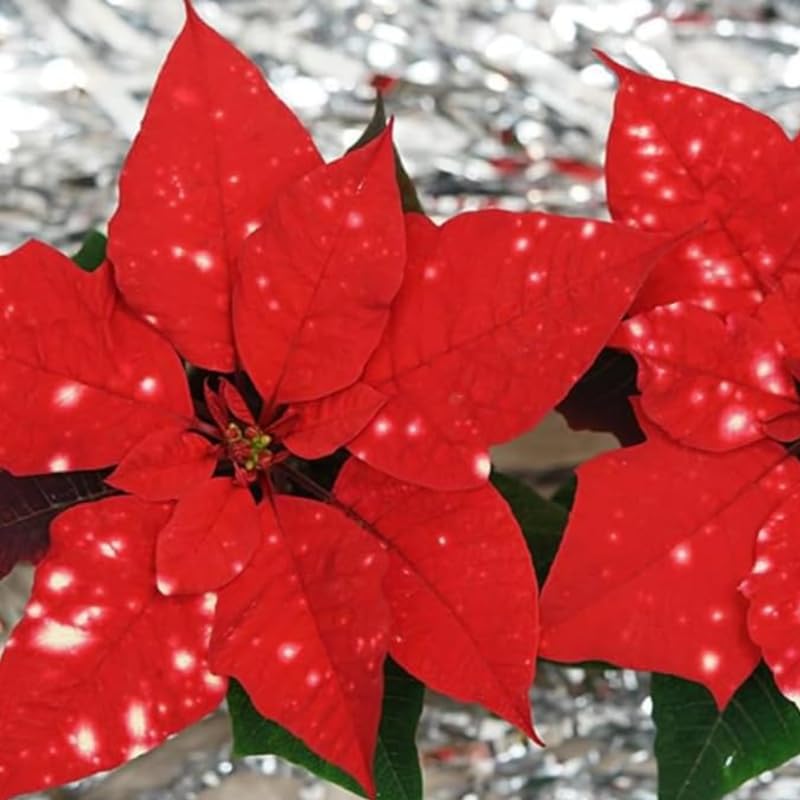 2 Multi Varieties Poinsettia Plants Live, Polka Dot Red Poinsettia Flowers for Holiday Christmas Gift, Decoration Houseplant 5-10" in Tall, No Pot