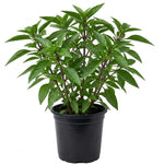 Thai Basil Plant in 4 Inch Pot - 4-6 Inch Tall Herb Plants