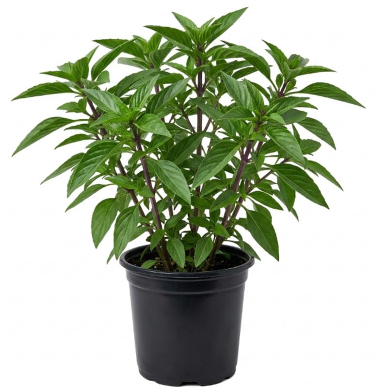 Thai Basil Plant in 4 Inch Pot - 4-6 Inch Tall Herb Plants