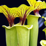 Yellow Nepenthes Pitcher Plant Live in Pot, Pond Plant, Exotic Tropical for Indoor Outdoor Décor, Easy to Grow, Rare Variety, 7 Months Old