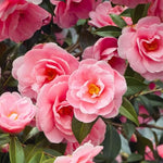 Pink Camellia Plants Live in 4" Pot, Starter Size 6-12 Inches in Tall, Vibrant Pink Bloom for Outdoor Planting