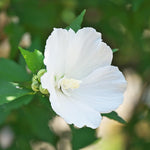 Althea Rose of Sharon Plant Live 6-13 Inc Tall, Hibiscus Syriacus Flowers Rose of Sharon Bush Shrub, in Pot (White)