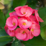 Pink Euphorbia Crown of Thorns Plant, Perennial Succulent Live Plant Indoor Outdoor 4-7 Inches