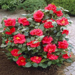 Red Camellia Plants Live in 4" Pot, Starter Size 6-12 Inches in Tall, Vibrant Pink Bloom for Outdoor Planting