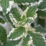 Pinapple Mint Plants Live in 4" Pot - Live Mint Herb Plants, Pineapple Mint Plants for Planting Home Garden Indoor Outdoors, Containers