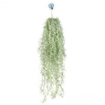 Fresh Spanish Moss Live Air Plant Tillandsia Decorative Garden Craft Basket, 2 Clumps 10-12" Long