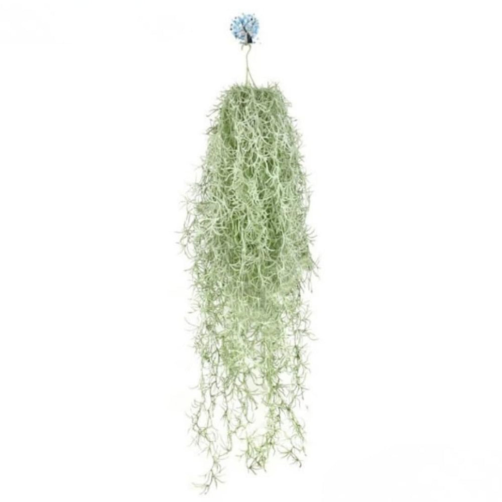 Fresh Spanish Moss Live Air Plant Decorative Garden Craft Basket, 1 Clump 10" Long, Tillandsia Air Plants