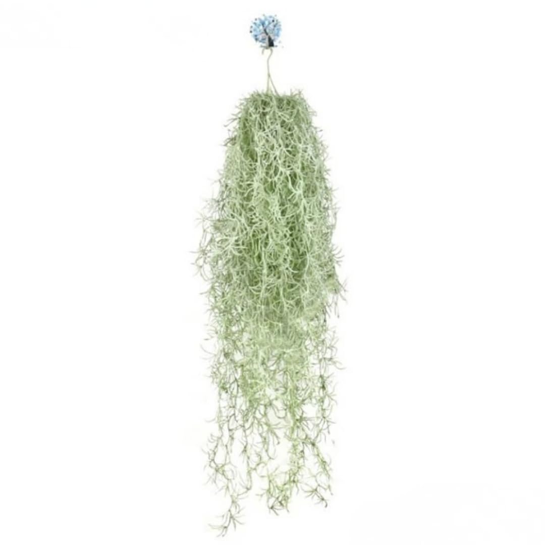 Fresh Spanish Moss Live Air Plant Decorative Garden Craft Basket, 1 Clump 10" Long, Tillandsia Air Plants