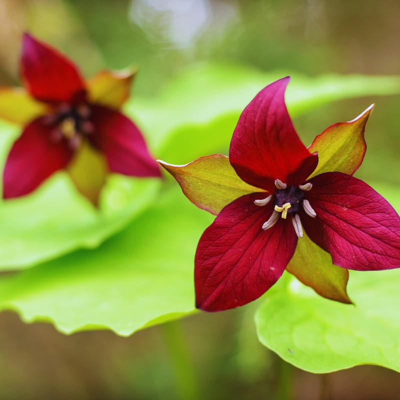 5 Red Trillium Bulbs, Trillium Flower Bulbs, Trillium Bulb for Fall Planting, 5 Large Bulbs, Easy to Plant
