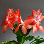 Christmas Cactus Plants Live, Flowering Thanksgiving Cactus with Vibrant Blooms, 4-7'' Tall, Easy-Care Indoor Houseplant (Orange Blooms)