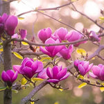 Magnolia Tree Live Plant 6 to 14 Inch Height, Fragrant Magnolia Plant Live to Grow, Magnolia Bush Flowers in Pot (Jane Magnolia)