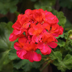 Live Geranium Plants, 4 Red Geranium Flower Plants Gernanium Plant Live, 4 to 6 Inches Long