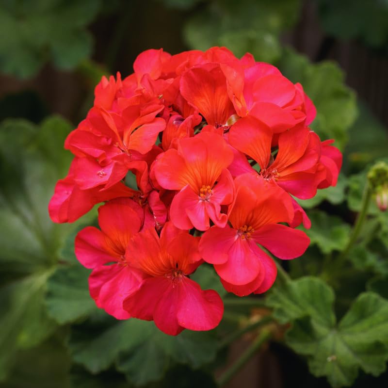Live Geranium Plants, 4 Red Geranium Flower Plants Gernanium Plant Live, 4 to 6 Inches Long