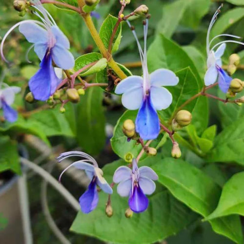 2 Clerodendrum Flowering Plants Live, Chains of Glory Vine Light Bulbs Plant 4-8 Inches for Growing Indoor Outdoor