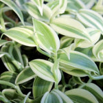 Fast Growing Vanilla Bean Orchid Live Plant, Variegated Fragrant Beans Vanilla Starter Plant, 3 to 7 Inches in Tall, Rare Plant Outdoor Indoor