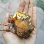 10 Count Shampoo Ginger Plant Rhizomes, Wild Awapuhi Zingiber Zerumbet Pinecone Bitter Red Ginger, Hardy in Zones 9-11