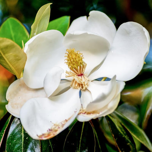 Magnolia Tree Live Plant 6 to 12 Inch Height, Fragrant Magnolia Plant Live to Grow, Magnolia Bush Flowers (Southern Magnolia)