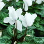 White Cyclamen Plant Live in 4" Pot, Vibrant Blooms Plant for Garden, Hardy Perennial Cyclamen Flowers Plant