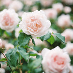 Climbing Roses Live Plants, Rose Bushes Ready to Planting, No Pot, Cut Back, Well Rooted, 6-8 Months Old (New Dawn)