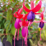 2 Red Purple Fuchsia Live Plants 4-7'' Tall, Hardy Hanging Basket Flower Plant, Shade Loving Blooming Fuchsia Starter Plants