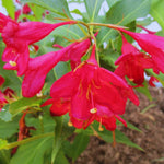 Weigela Live Plant, Weigela Starter Plant in 4 Inch Potted, Live Weigela Plant, Weigela Plant Live for Growing Indoor Outdoor