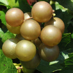 2 Bronze Muscadine Grape Live Plants, Cold Hardy Grape Vines 4-8" Tall for Garden or Vineyard Growing