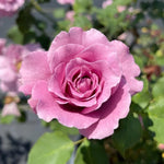 Rose Bush Live Plant, Rose Plant Live for Planting, 5-10 Inch Tall, Fragrant Flowers Well Rooted Starter Plant Indoor Outdoor (Purple Rose)