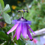 Lavender Passion Flower Plant Live, Passiflora Flowering Vine, Trailing Passion Flowers 4 to 8 Inch Tall