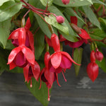 2 Red Fuchsia Live Plants 4-7'' Tall, Hardy Hanging Basket Flower Plant, Shade Loving Blooming Fuchsia Starter Plants