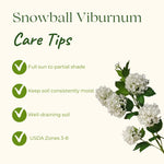 Old Snowball Viburnum Plant Live 4" Pot, Fragrant White Blooming Shrub 6-10 Inches, Viburnum Bush Ready to Grow